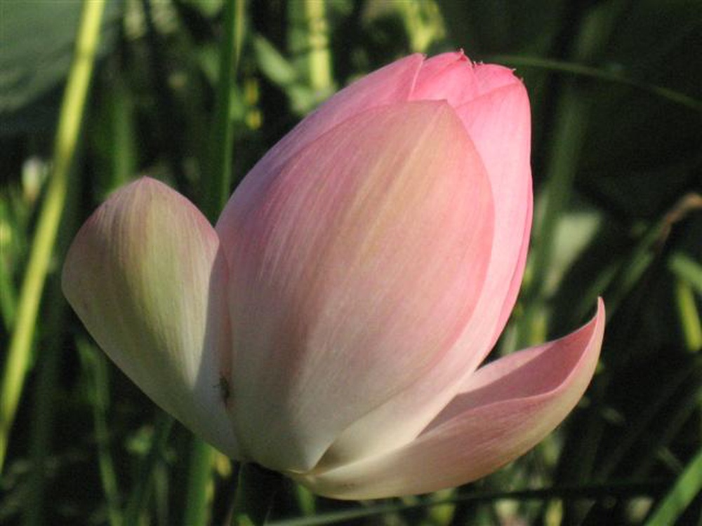 izobrazhenie_113_small.jpg