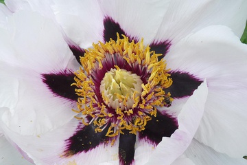 P1050837.JPG