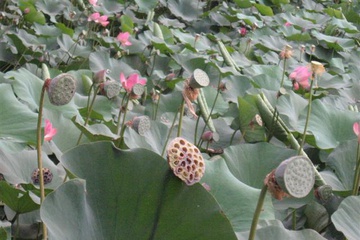 izobrazhenie_054_small.jpg
