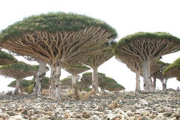 009_derevo.jpg