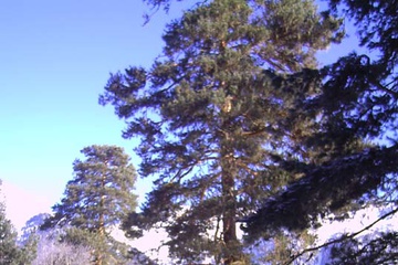 PICT0243.JPG