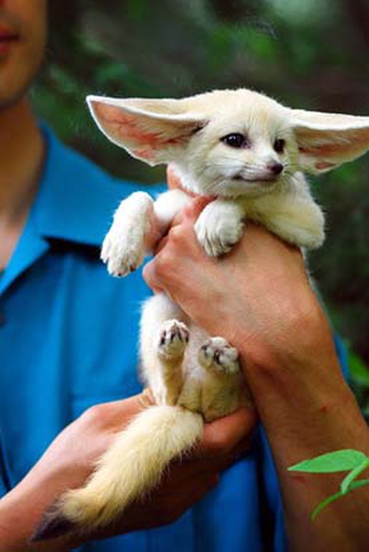 Baby_Fennec_fox.jpg