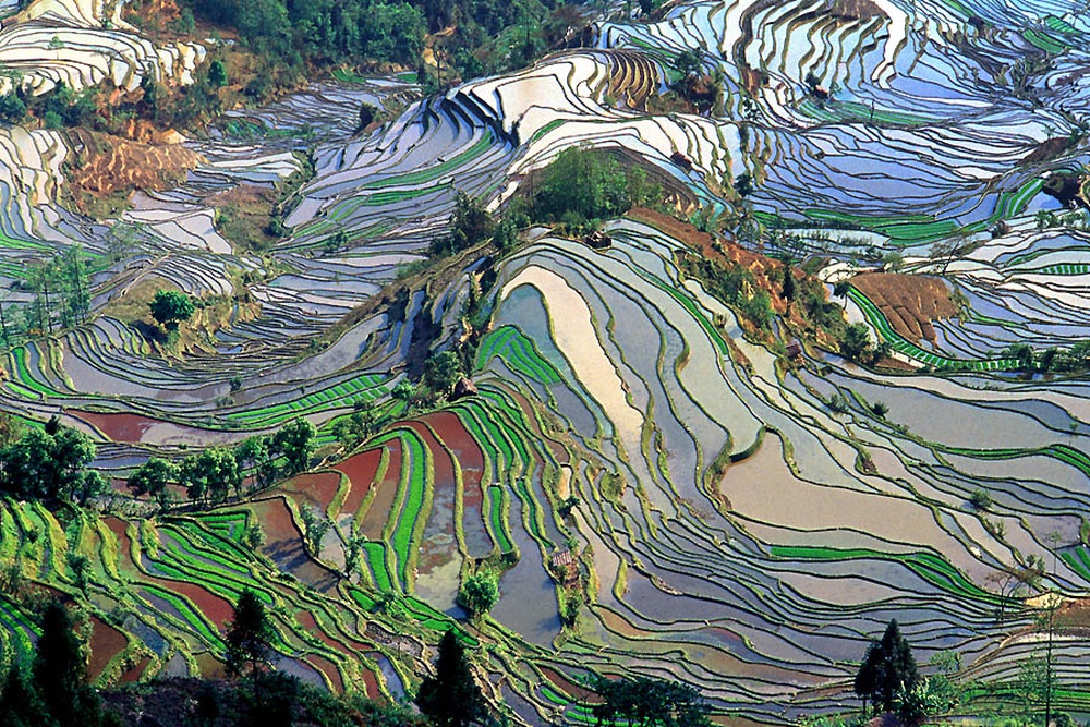 yunnan_rice-07.jpg