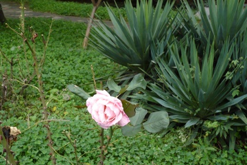 P1000453_1.jpg