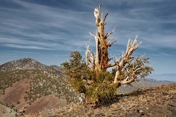 0tree_003.jpg
