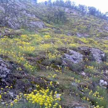 Храм Солнца. 