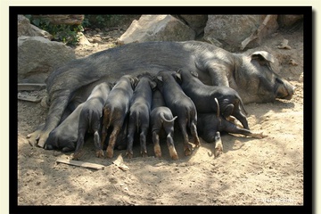 Yunnan-pigs.jpg