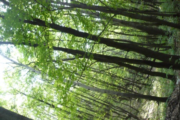 P1100936_1.jpg