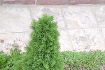 P1060012.jpg