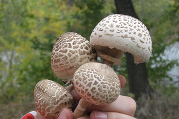 izobrazhenie_022_small.jpg