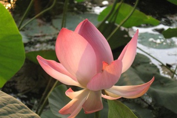 izobrazhenie_049_small.jpg