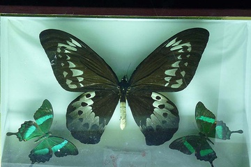 P1000223.JPG