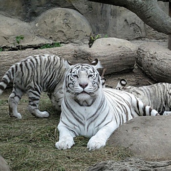 Белые тигрята летом  под неусыпным маминым оком