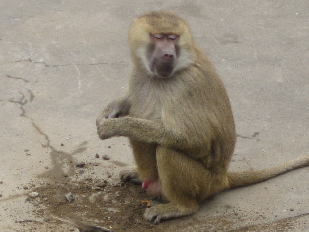 Обезьяна, 一只猴子, Шанхай, 2006