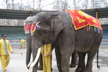 Слон, 大象. 2008