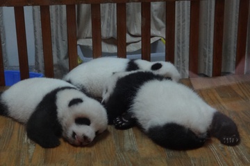 панды практикующие дыхание телом