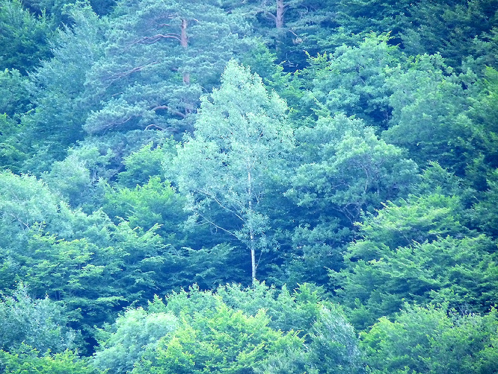 P1040095.JPG