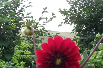 flower7.jpg