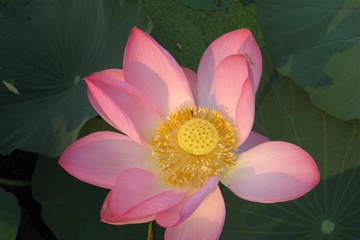 izobrazhenie_086_small.jpg