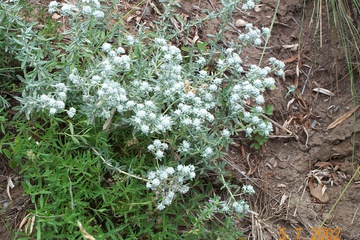 flower5.jpg