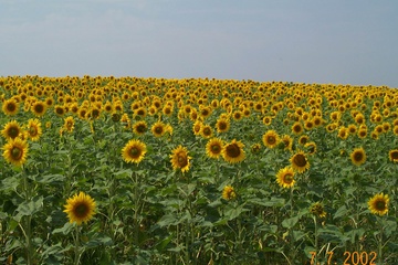 sunflowers.jpg