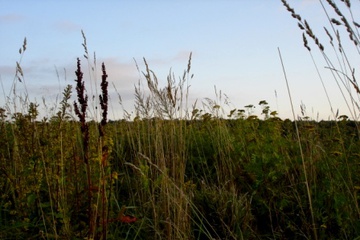 DSC09166.JPG