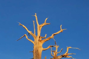 0tree_006.jpg