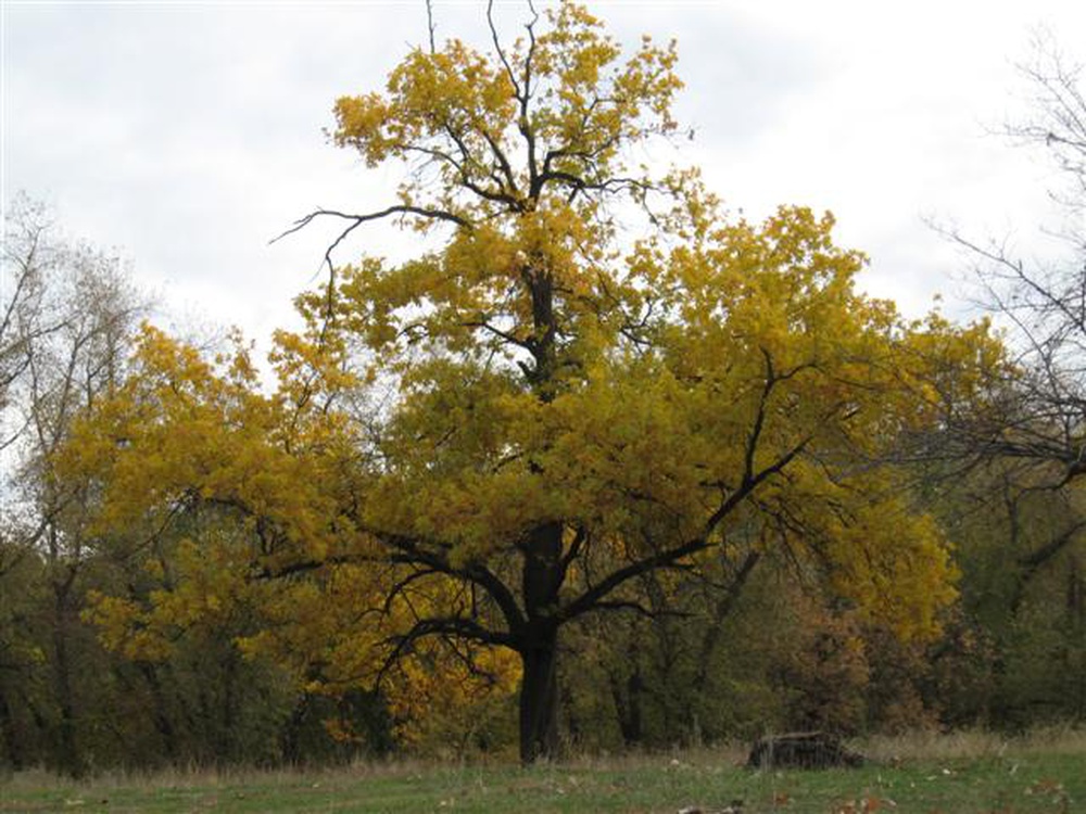 izobrazhenie_027_small.jpg