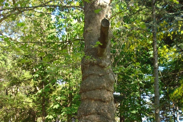 DSC01006.jpg