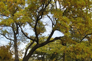 izobrazhenie_007_small.jpg