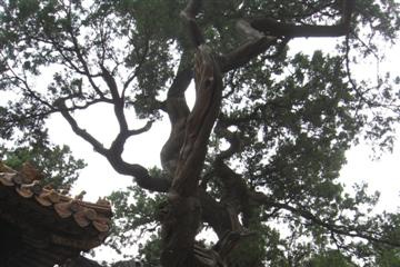 izobrazhenie_165_small.jpg